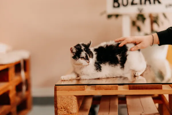 Kot do adopcji, Czartki, 17 lipca 2025 (3/5)