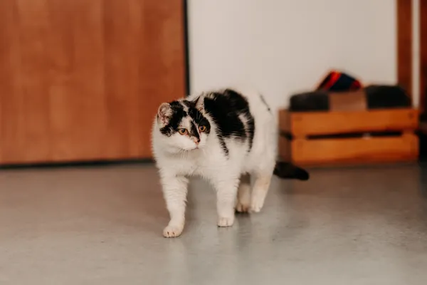 Kot do adopcji, Czartki, 17 lipca 2025 (4/5)