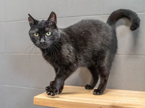 Kot do adopcji, Sopot, 14 października 2025 (1/3)