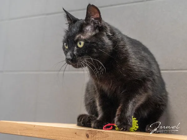 Kot do adopcji, Sopot, 14 października 2025 (2/3)