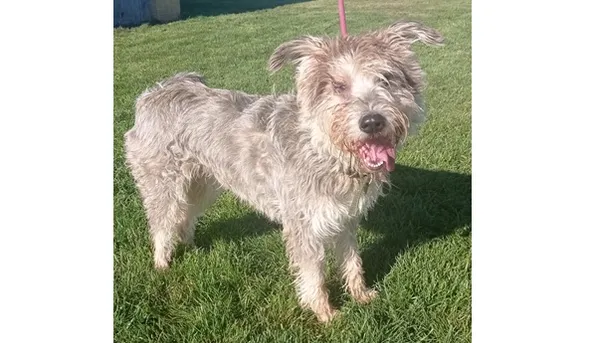 Znaleziono psa, Wrocław, 10 października 2025