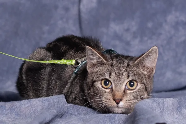 Kot do adopcji, Gdańsk, 14 października 2025