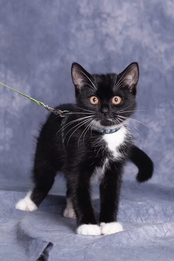 Kot do adopcji, Gdańsk, 8 września 2025