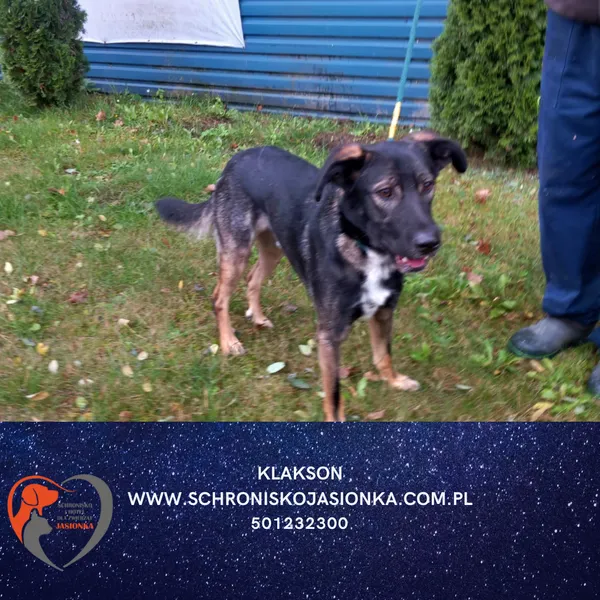 Znaleziono psa, Dębniak, 14 października 2025