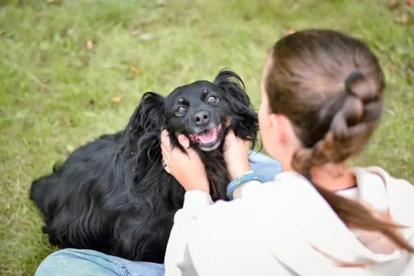 Pies do adopcji, Radom, 16 października 2025 (2/5)