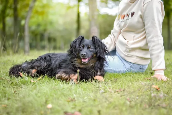 Pies do adopcji, Radom, 16 października 2025 (5/5)