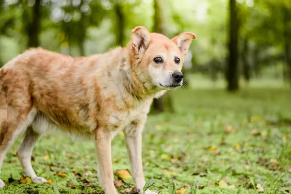 Pies do adopcji, Radom, 16 października 2025 (2/5)