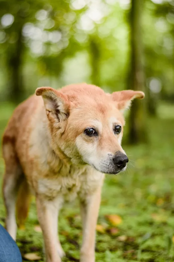 Pies do adopcji, Radom, 16 października 2025 (5/5)