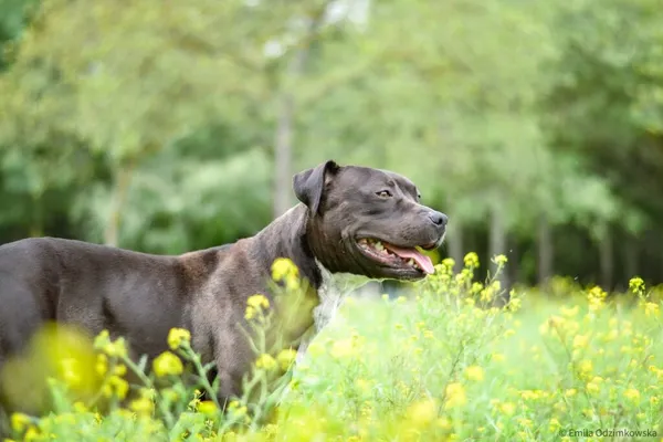 Pies do adopcji, Radom, 17 października 2025 (4/5)