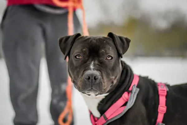 Pies do adopcji, Radom, 28 stycznia 2026 (1/5)