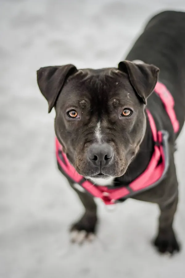 Pies do adopcji, Radom, 28 stycznia 2026 (2/5)