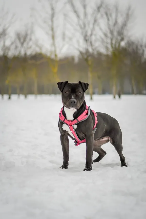 Pies do adopcji, Radom, 28 stycznia 2026 (4/5)