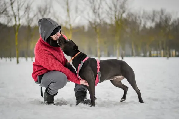 Pies do adopcji, Radom, 28 stycznia 2026 (5/5)