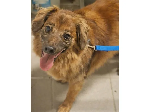 Pies do adopcji, Wrocław, 12 lipca 2023