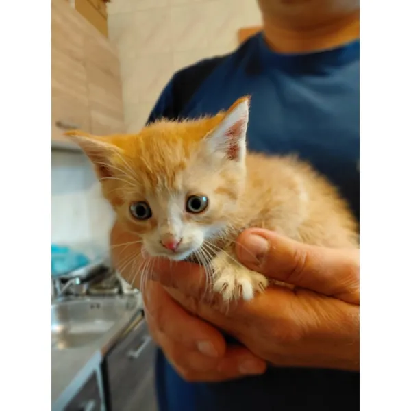 Znaleziono kota, Białystok, 17 września 2025