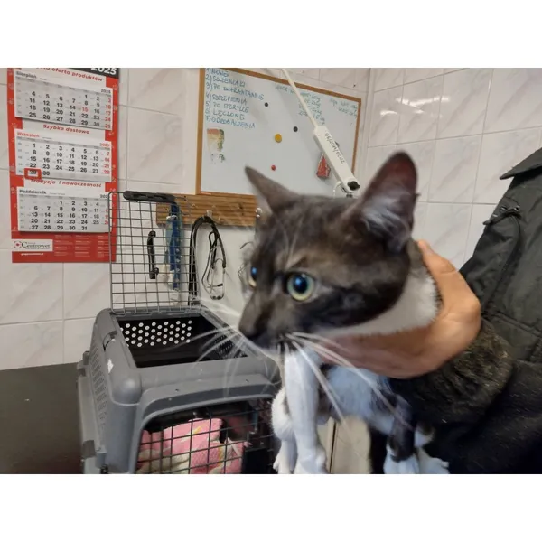 Znaleziono kota, Białystok, 29 września 2025