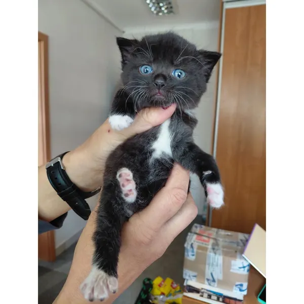 Znaleziono kota, Białystok, 15 października 2025