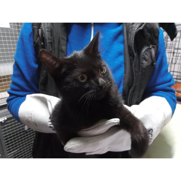 Znaleziono kota, Białystok, 13 października 2025