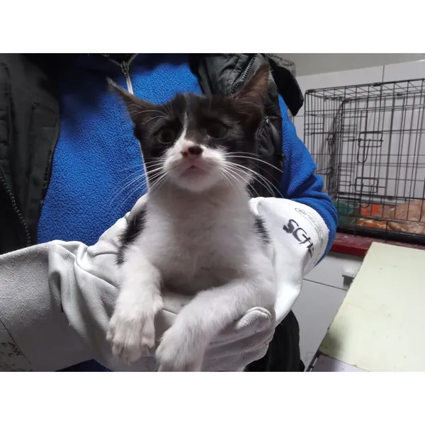 Znaleziono kota, Białystok, 13 października 2025