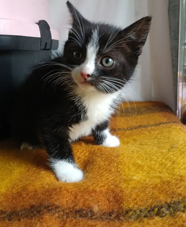 Znaleziono kota, Gdańsk, 17 października 2025