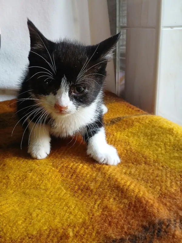 Znaleziono kota, Gdańsk, 17 października 2025