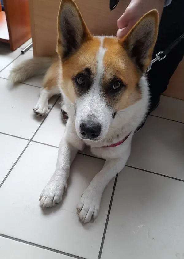 Znaleziono psa, Gdańsk, 16 października 2025