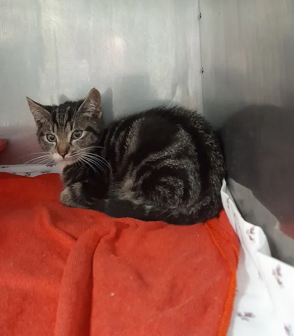 Znaleziono kota, Gdańsk, 15 października 2025