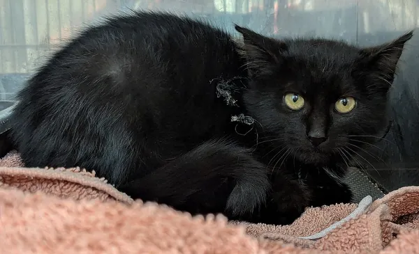 Znaleziono kota, Gdańsk, 14 października 2025