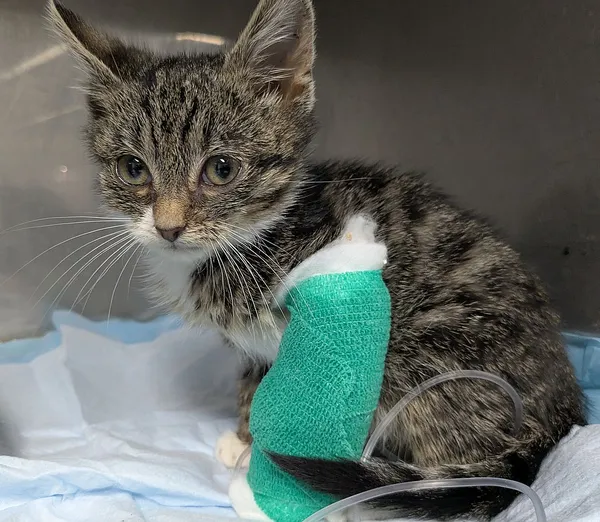 Znaleziono kota, Gdańsk, 13 października 2025