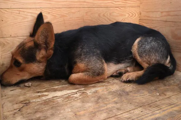 Znaleziono psa, Łódź, 15 października 2025 (1/2)