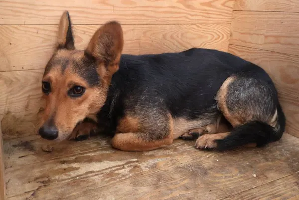 Znaleziono psa, Łódź, 15 października 2025 (2/2)