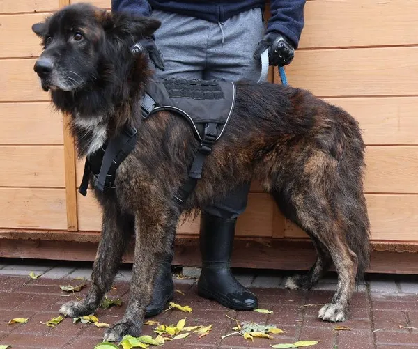 Znaleziono psa, Łódź, 13 października 2025 (1/5)