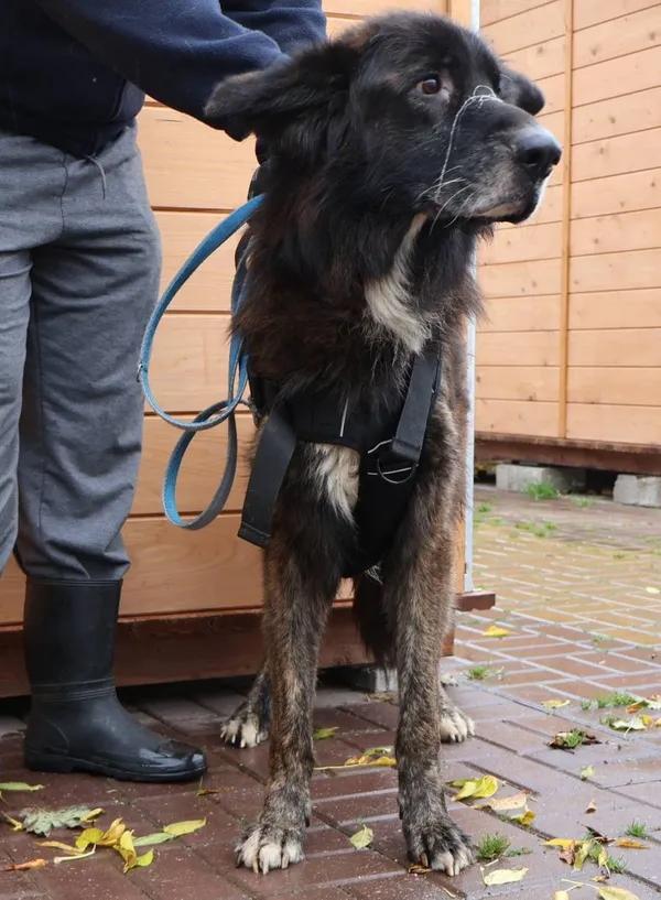 Znaleziono psa, Łódź, 13 października 2025 (2/5)