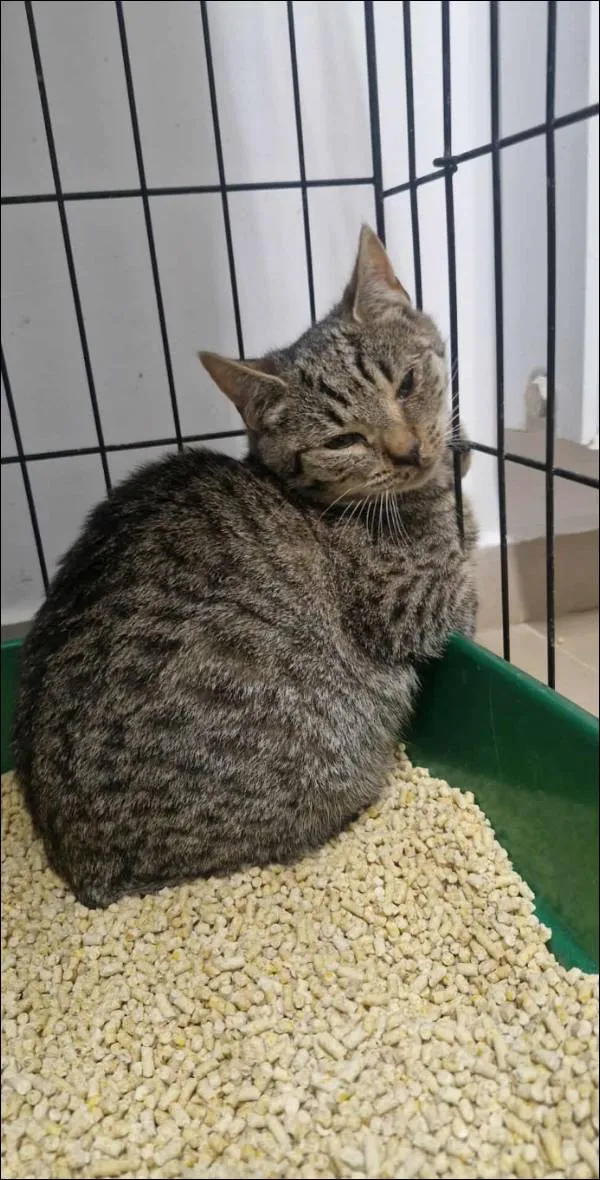 Znaleziono kota, Grudziądz, 17 października 2025