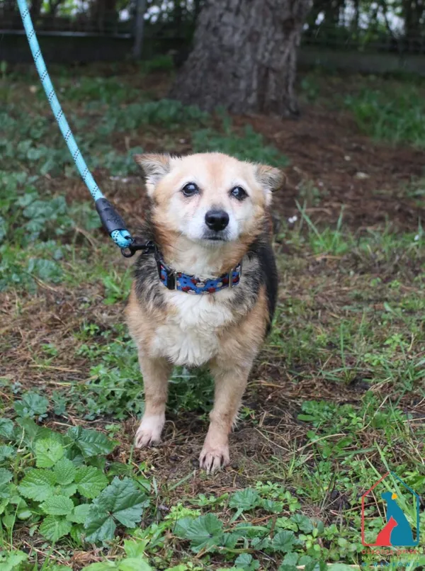 Pies do adopcji, Grudziądz, 9 sierpnia 2023