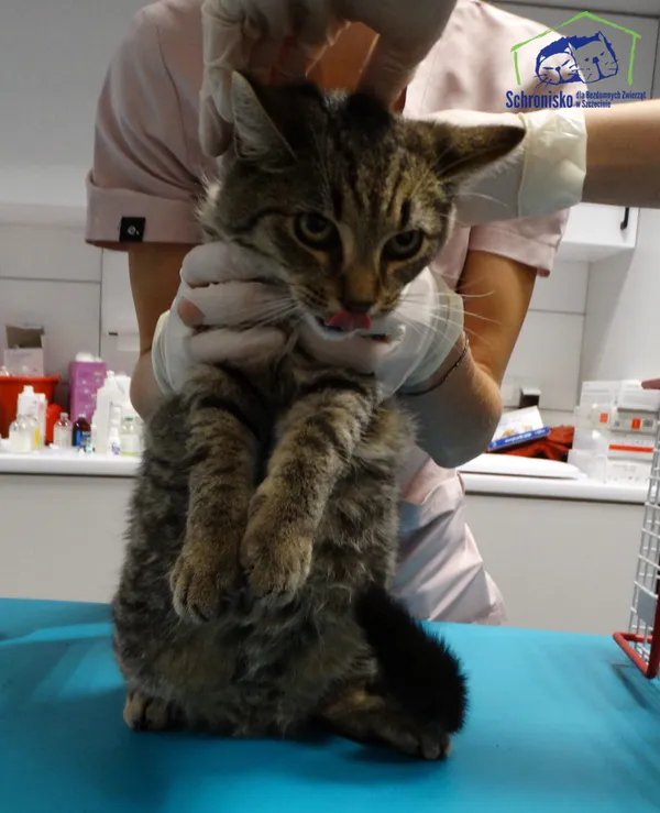 Znaleziono kota, Szczecin, 18 października 2025