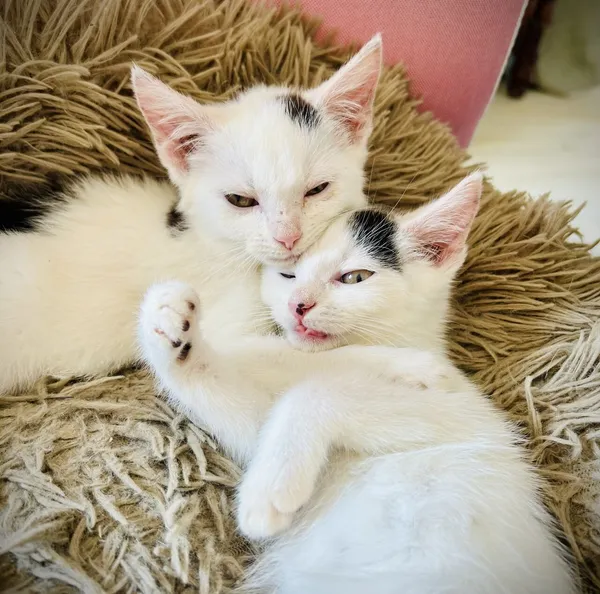 Oddam kota, Warszawa, Nowolipki, 18 października 2025 (1/4)