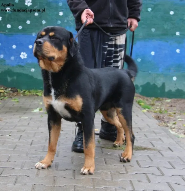 Pies do adopcji, Nowy Dwór Mazowiecki, 18 października 2025 (2/5)