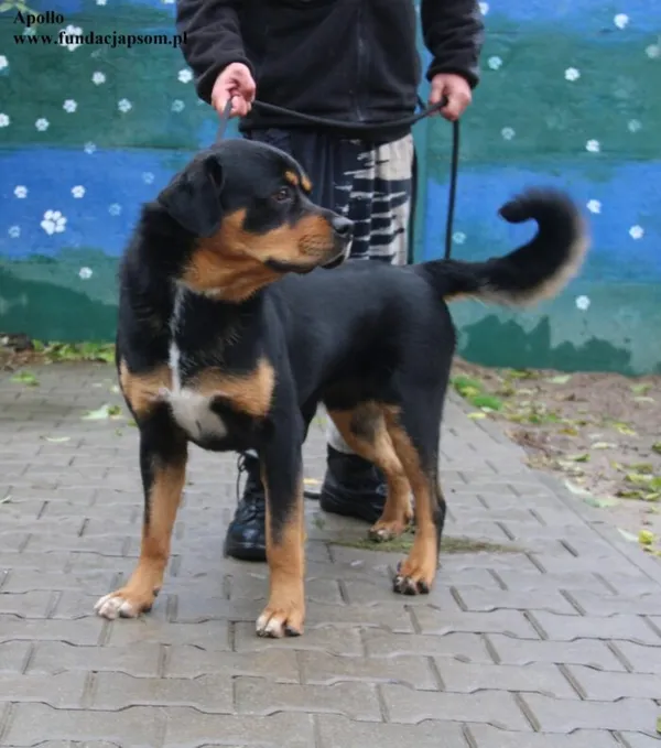 Pies do adopcji, Nowy Dwór Mazowiecki, 18 października 2025 (3/5)