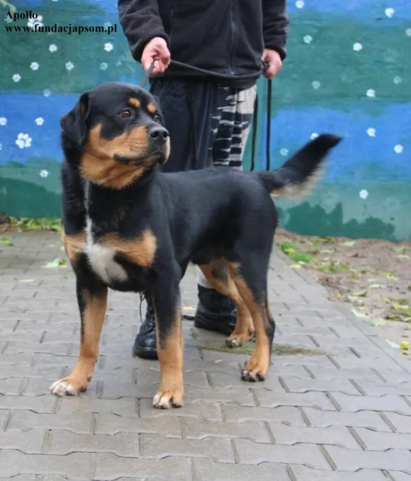 Pies do adopcji, Nowy Dwór Mazowiecki, 18 października 2025 (4/5)