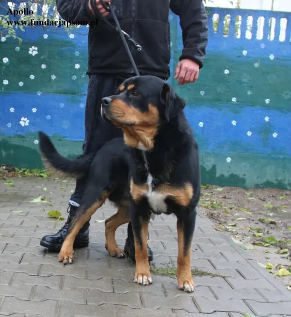 Pies do adopcji, Nowy Dwór Mazowiecki, 18 października 2025 (5/5)