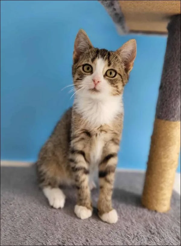 Znaleziono kota, Grudziądz, 5 października 2025