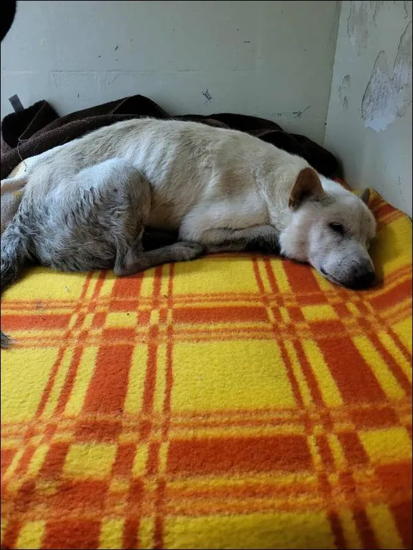 Znaleziono psa, Grudziądz, 18 października 2025