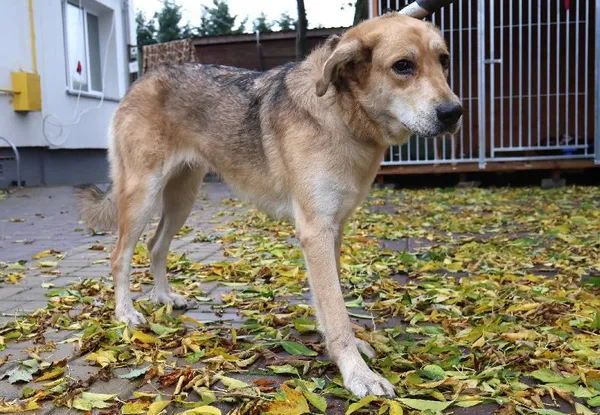 Znaleziono psa, Łódź, 18 października 2025 (1/5)