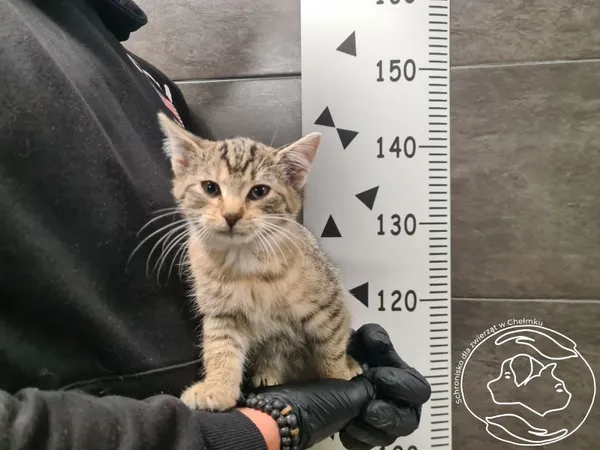 Znaleziono kota, Chełmek, 17 października 2025