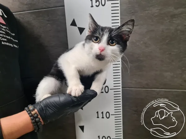 Znaleziono kota, Chełmek, 17 października 2025