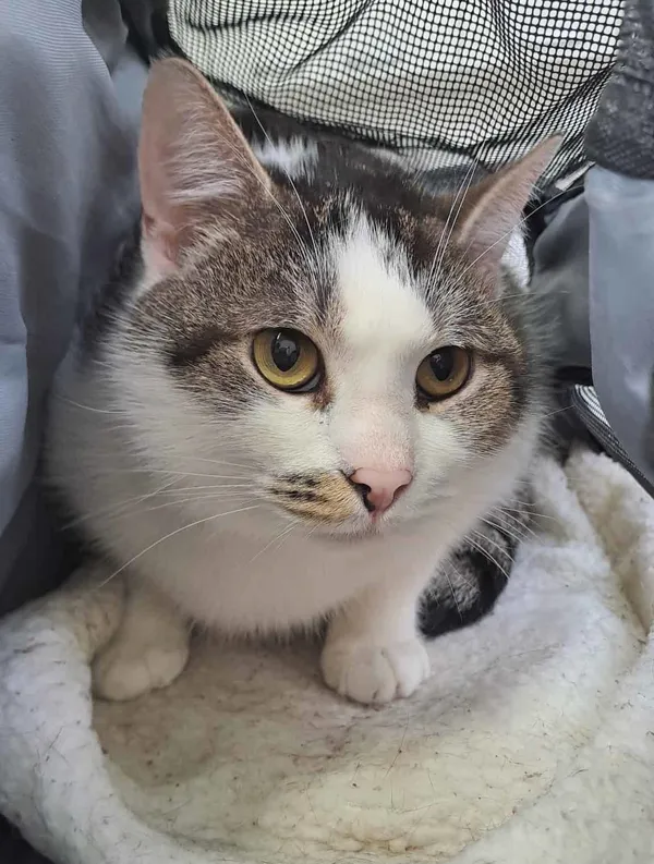 Kot do adopcji, Olsztyn, 17 października 2025 (1/2)