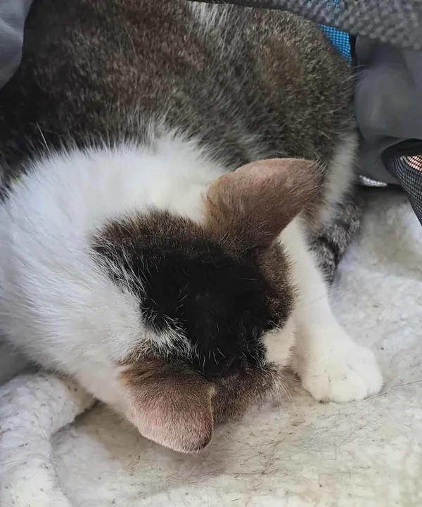 Kot do adopcji, Olsztyn, 17 października 2025 (2/2)