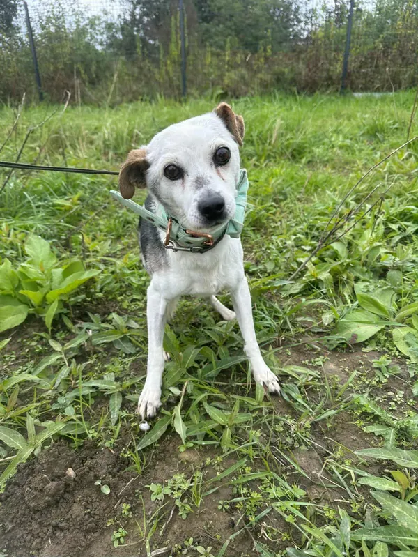 Znaleziono psa, Żywiec, 18 października 2025 (1/5)