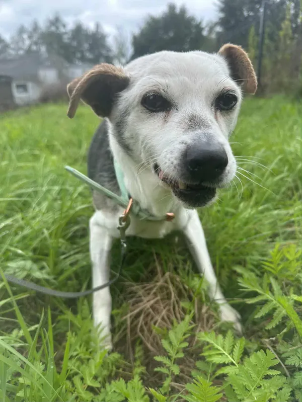 Znaleziono psa, Żywiec, 18 października 2025 (2/5)